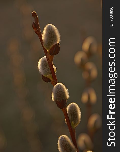 A pussy-willow branch that is backlit with natural sunlight. A pussy-willow branch that is backlit with natural sunlight.