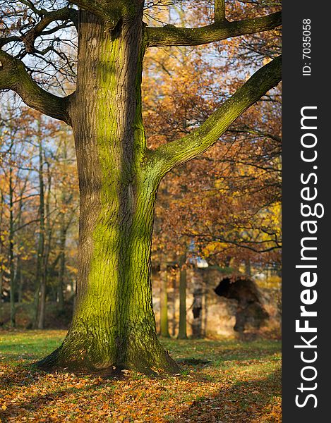 Scenic Tree In Autumn Scene