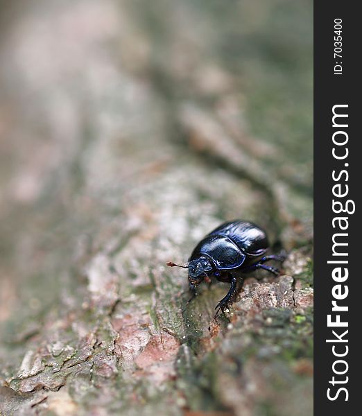 Goliath beetle on tree in detail