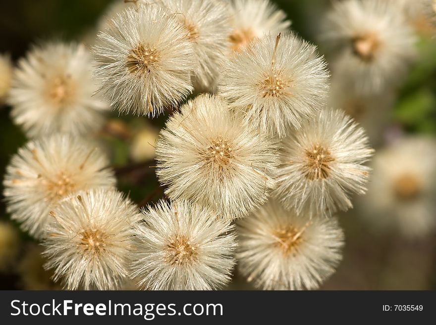 Large group of small blowballs. Large group of small blowballs