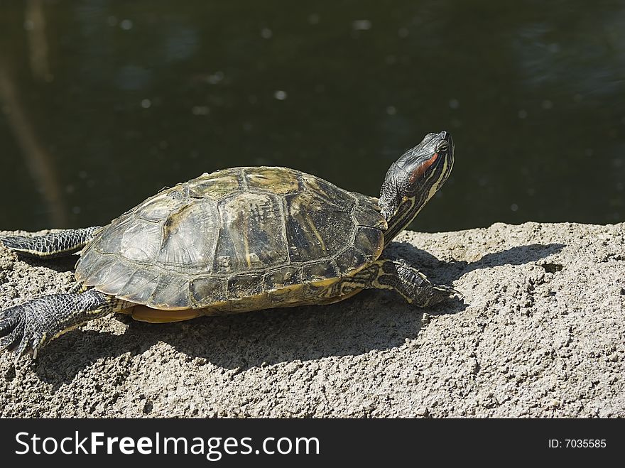 Greet turtle in the sun