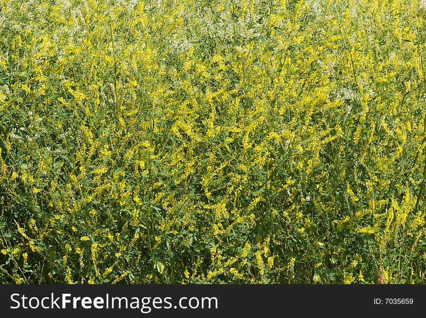 Grass with small yellow flowers. Grass with small yellow flowers