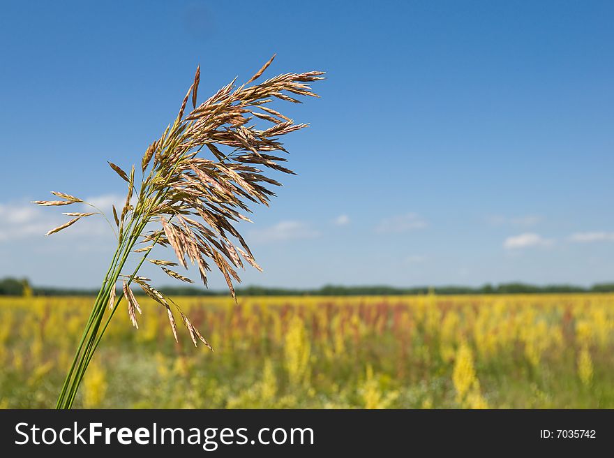 Grass ear on field and sky background