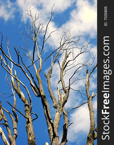 The Slovak Republic 2008 - Slovak Paradise - tree, blue sky and clouds,. The Slovak Republic 2008 - Slovak Paradise - tree, blue sky and clouds,