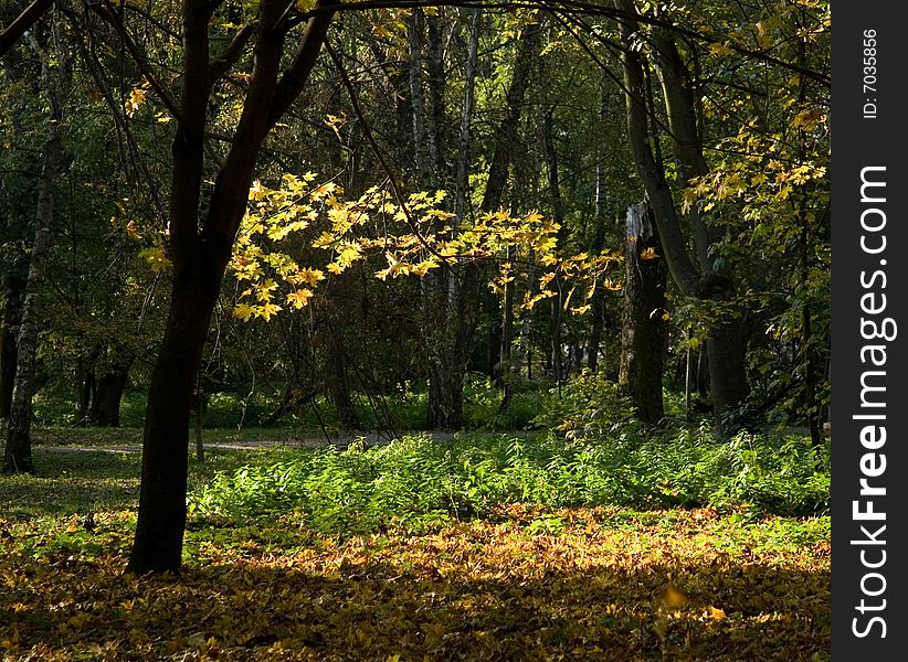 Woods shined with sun beams