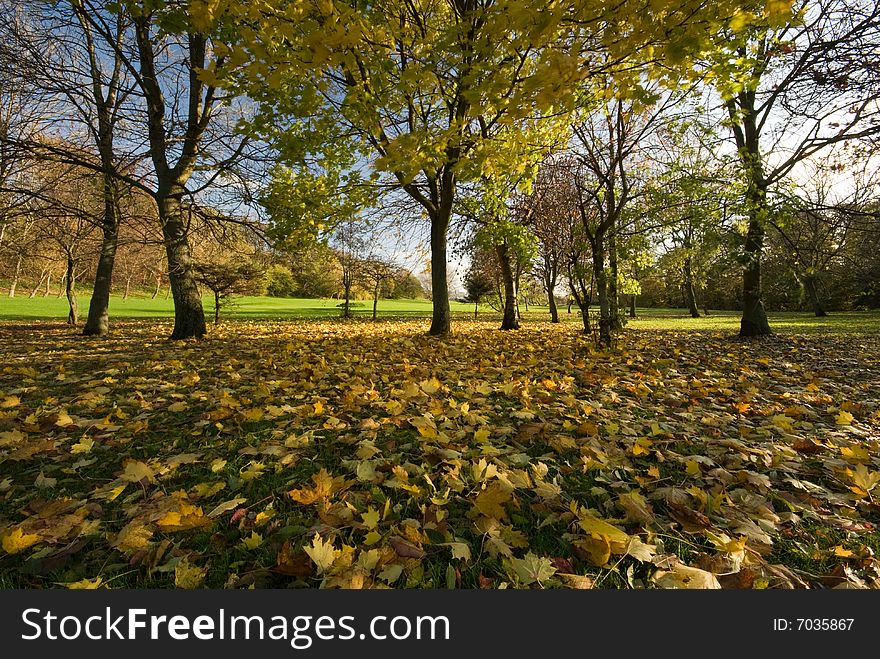 Leaves On The Ground