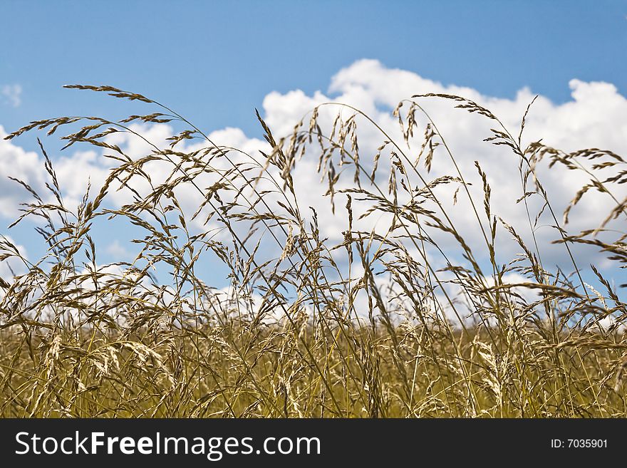 Field And Sky