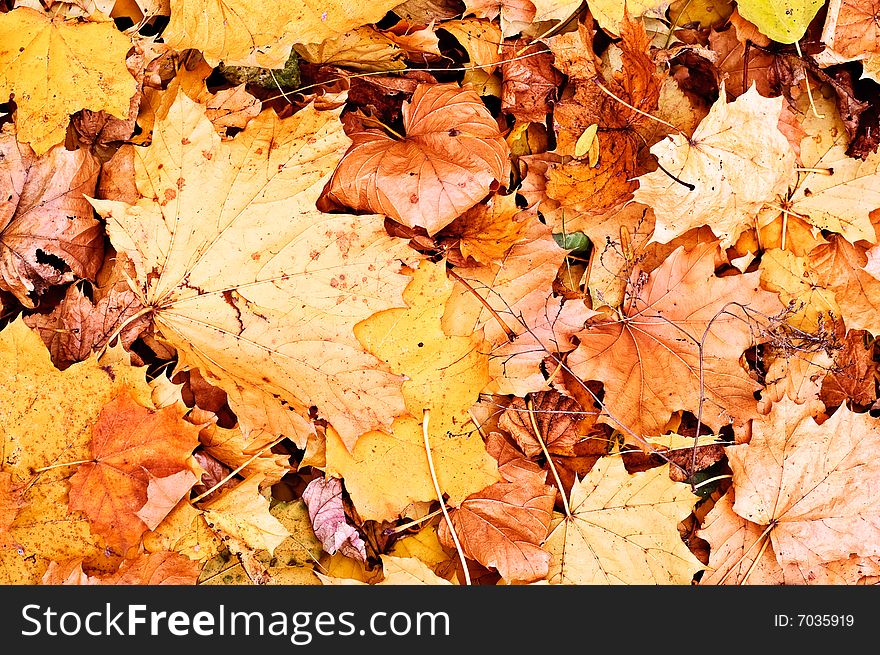 Autumn Fallen Leaves Background