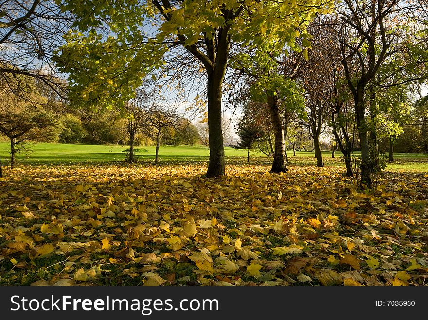 Leaves On The Ground