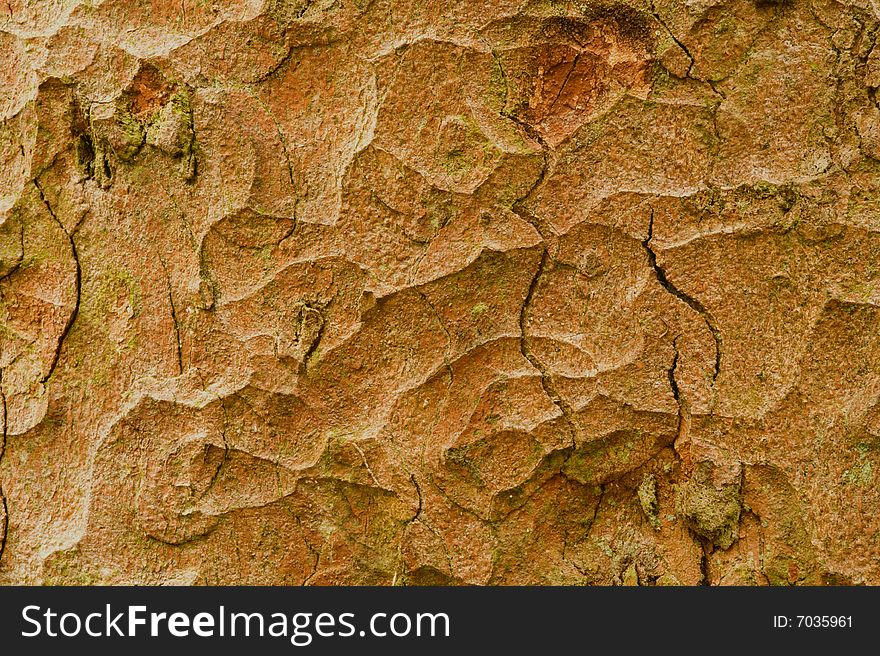 A close up of tree bark being used as a backdrop.