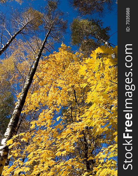 Yellow leaves of a maple against the dark blue sky