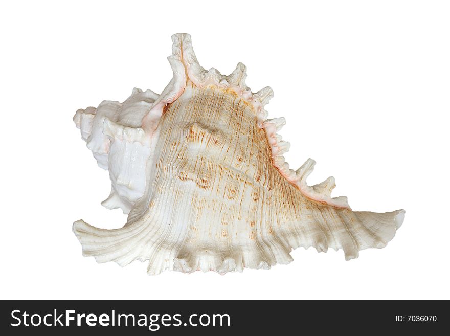 Light sea shell (isolated on white background)