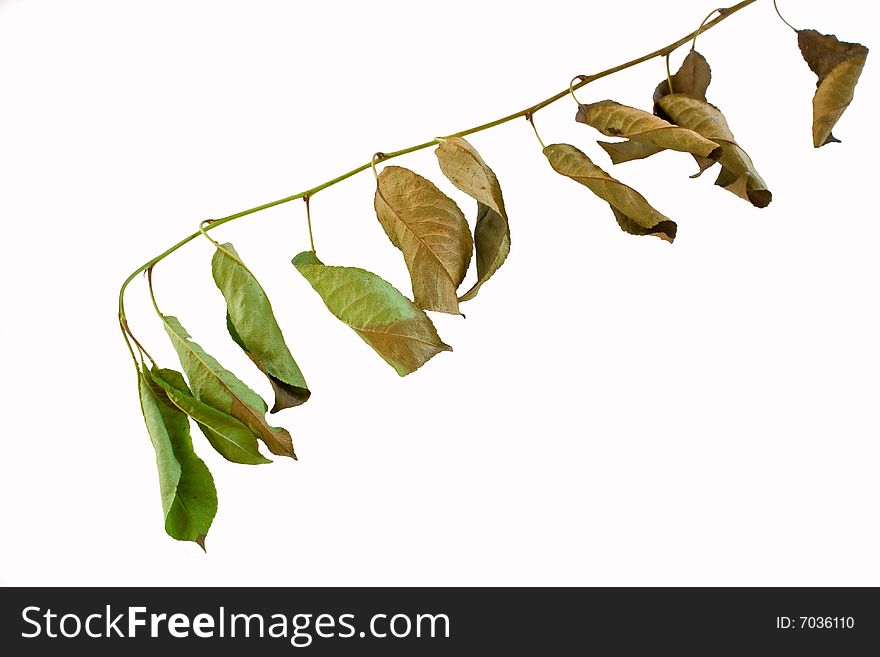 Branch with leafs in autumn isolated on white