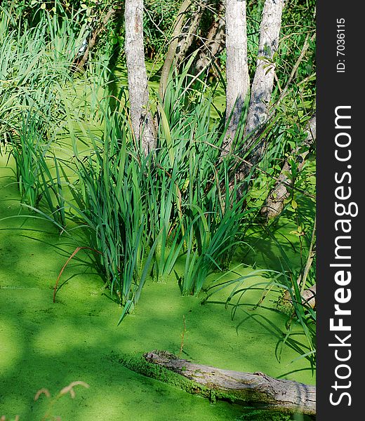 Green water plants among tree trunks in woodland