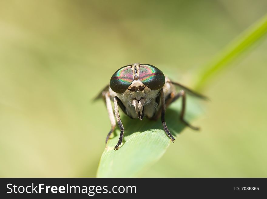 Gadfly On Dandelion