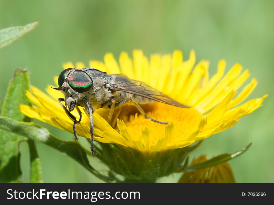 Macro shot of gadfly on dandelion