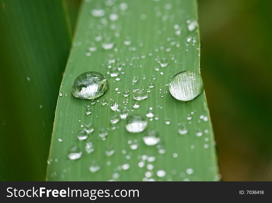 Rain drops on grass leaf. Rain drops on grass leaf