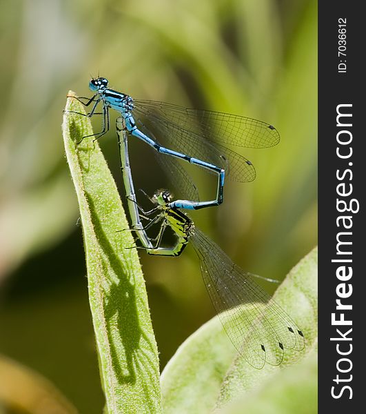 Two mating damselflies in early spring