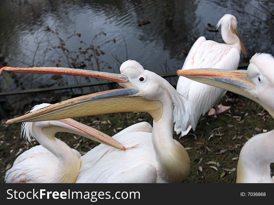 The white pelicans on the lakeside in summer