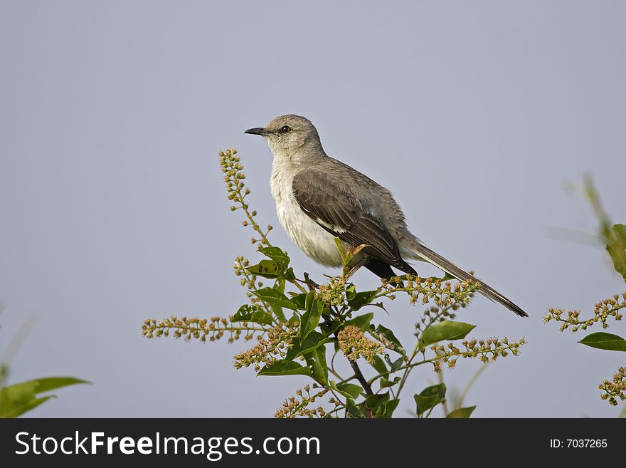 Northern Mockingbird (minus Polyglottos)