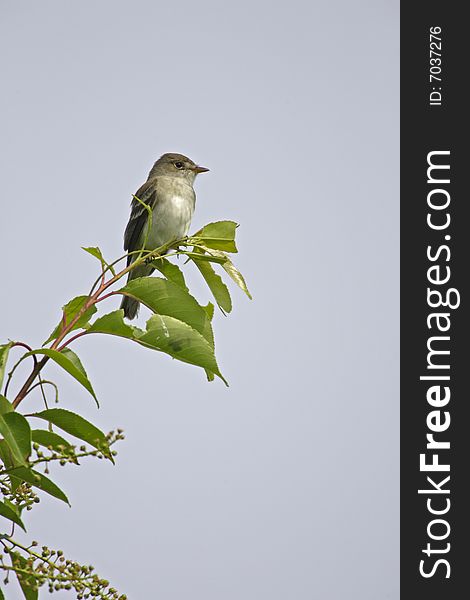 Eastern Willow Flycatcher (Empidonax traillii traillii) on branch in Jamaica Bay, New York