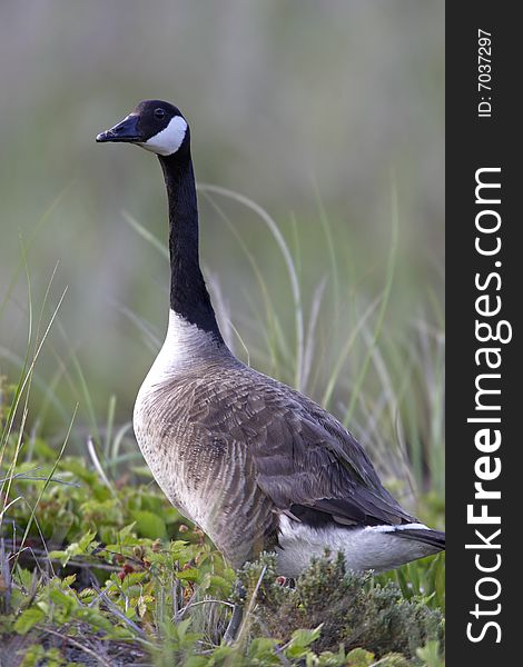 Canada Goose (Branta canadensis canadensis) in Jones Beach State Park, New York