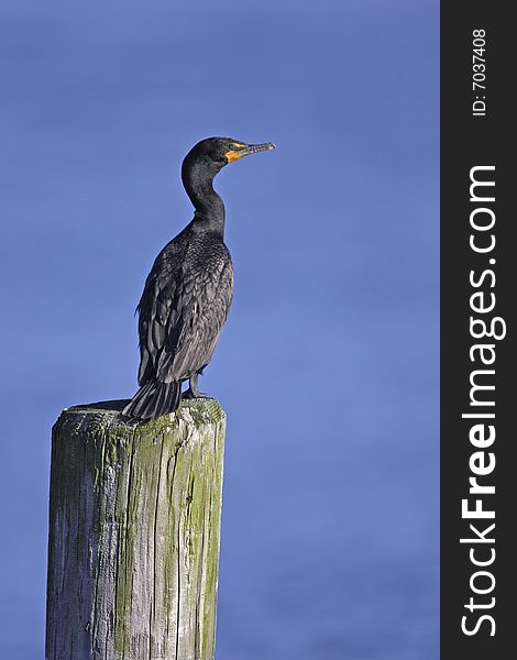 Double-crested Cormorant (Phalacrocorax auritus auritus) perched on wood pillar