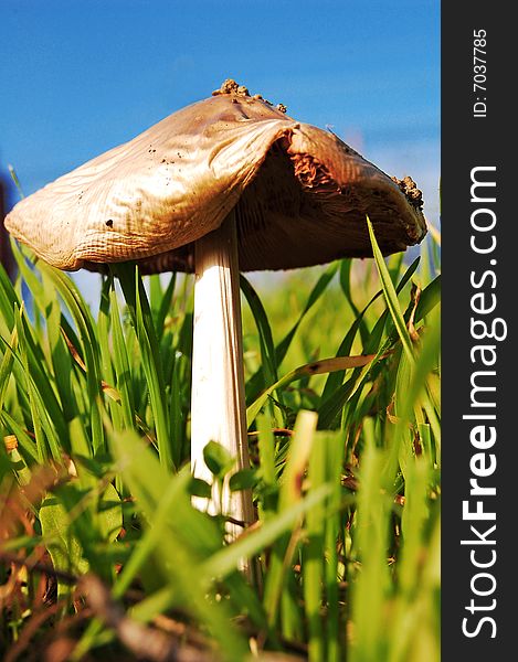 Wild single mushroom growing on a field