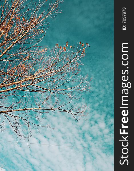 Rusty tree with autumn sky