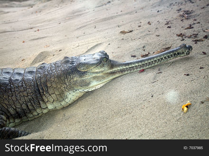 Alligator Snout on the beach