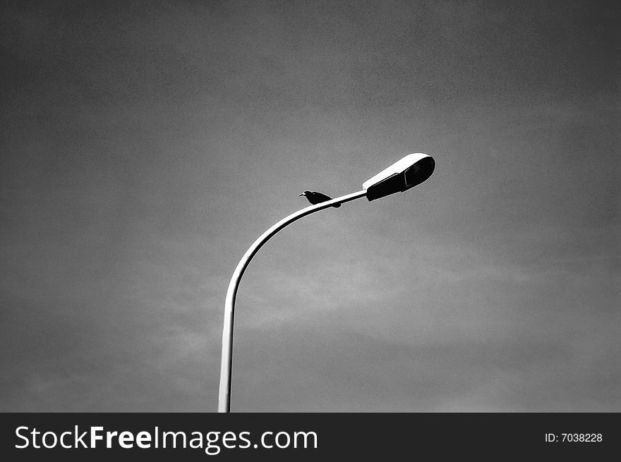 Crow resting on a street light