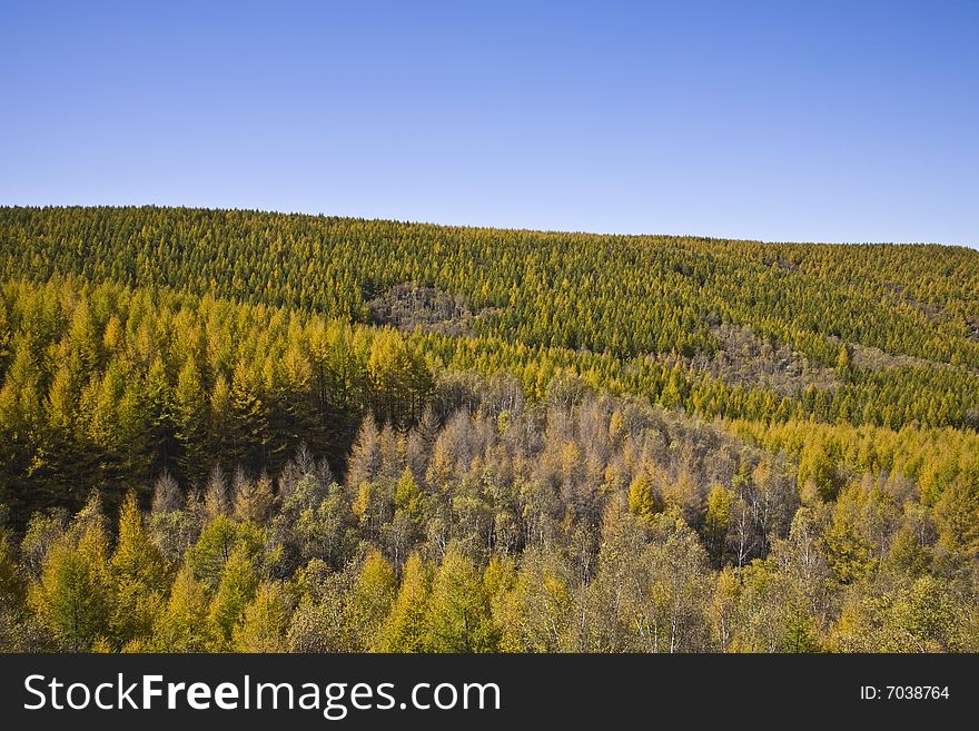 Vast forest in the north of china in autumn. Vast forest in the north of china in autumn