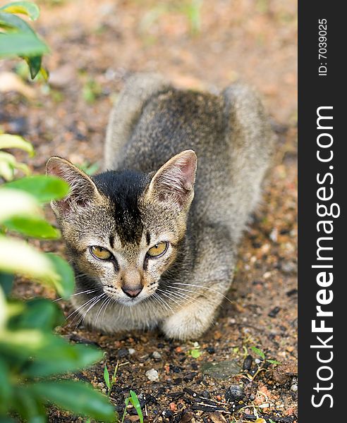 Stray kitten crouching behind bush and looking at photographer unafraid and with haughty eyes. Stray kitten crouching behind bush and looking at photographer unafraid and with haughty eyes