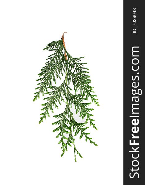 Branch of a diferent Christmas Tree on white background. Branch of a diferent Christmas Tree on white background