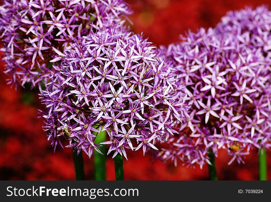 Giant allium flower heads on a deep red background. Giant allium flower heads on a deep red background