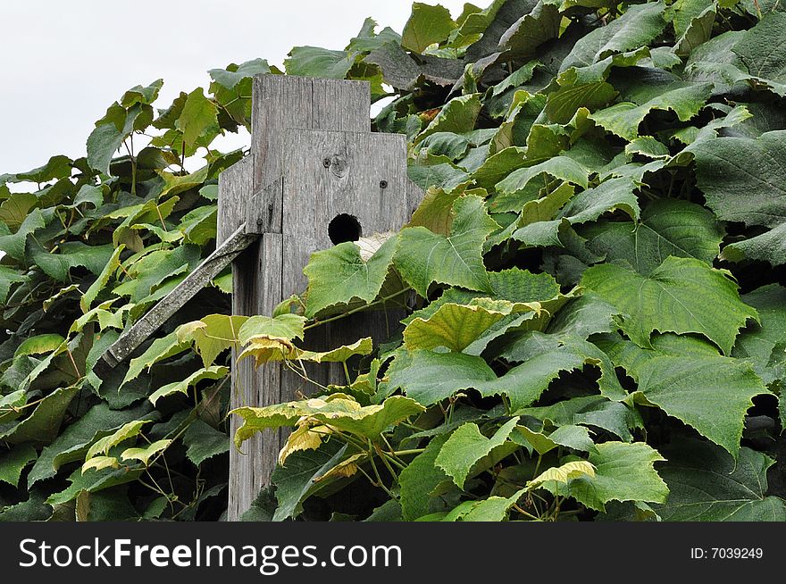 A birdhouse being crowded by grape vine leaves. A birdhouse being crowded by grape vine leaves