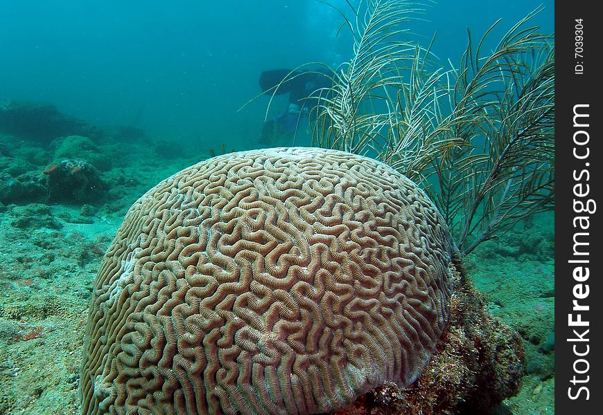 Brain coral with a unique design. This image was taken in south, Florida.