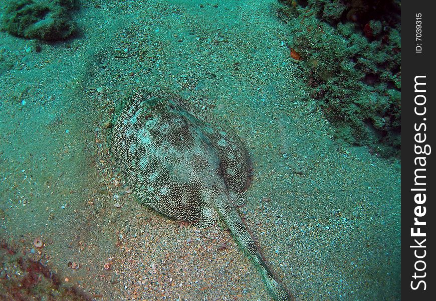 This yellow stingray was taken at 12th street in Ft lauderdale, Florida They are yellowish brown will change colors if needed. very common in Florida. it's habitat is the sandy areas around reefs.