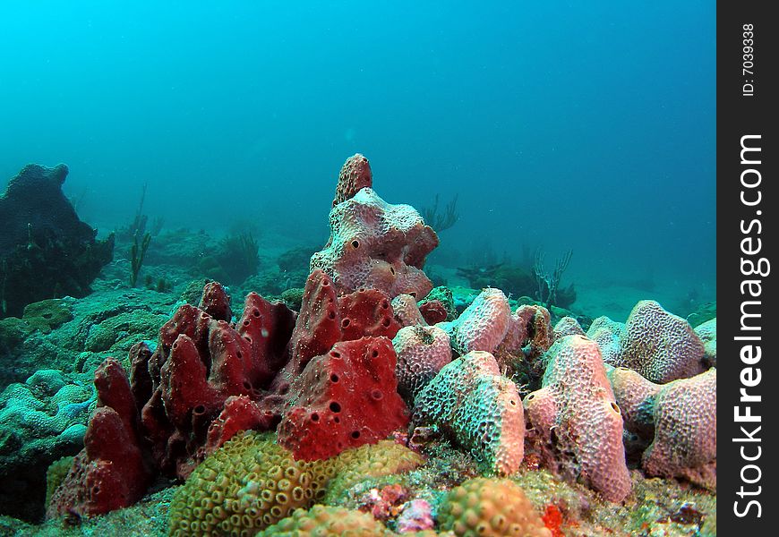 This colorful coral was taken about 16 feet in Pompano beach, Florida