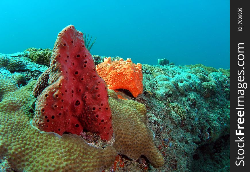This red and orange coral was taken about 16 feet in Pompano beach, Florida. This red and orange coral was taken about 16 feet in Pompano beach, Florida