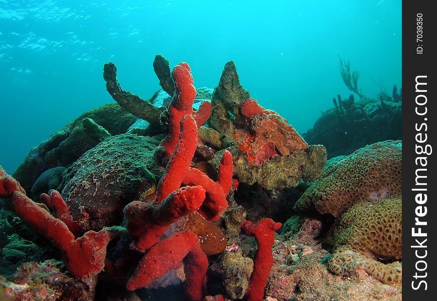 This red and brown coral was taken about 16 feet in Pompano beach, Florida. This red and brown coral was taken about 16 feet in Pompano beach, Florida