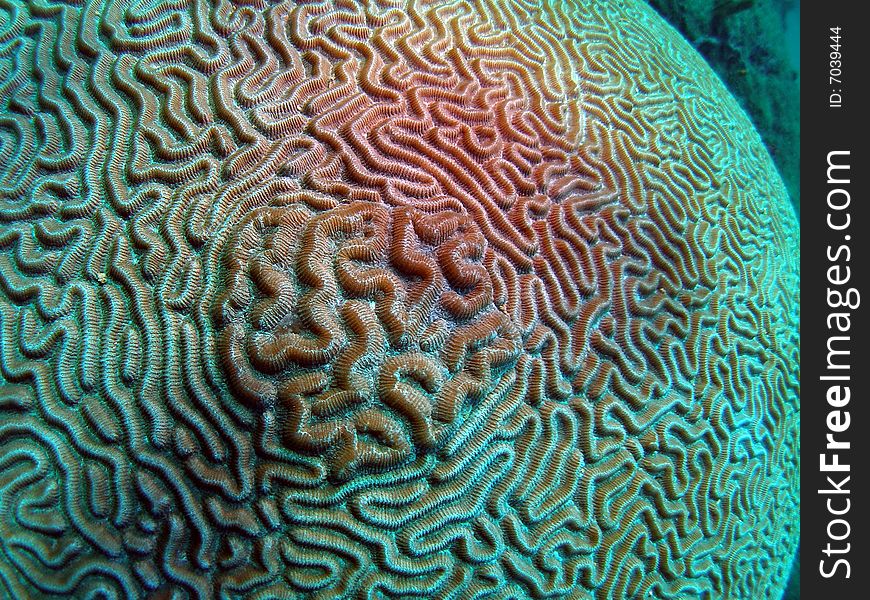 Brain coral with a unique design. This image was taken in Pompano Beach, Florida.