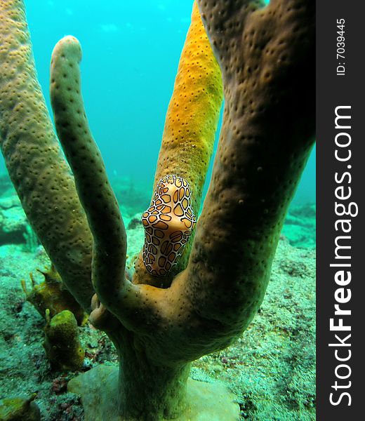 This is a close up of s flamingo tongue where it was taken off the beach in Pompano beach, Florida