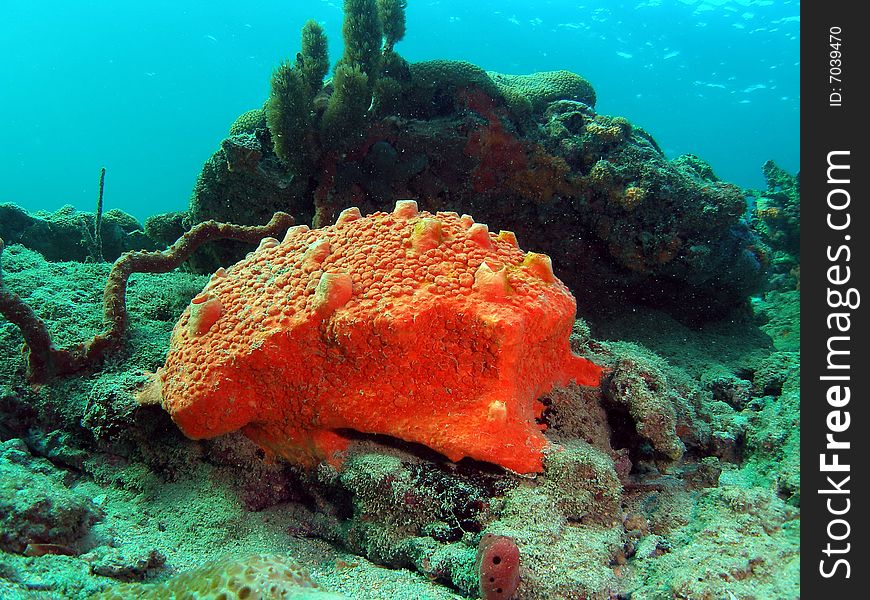 This orange coral was taken about 20 feet in Pompano beach, Florida. This orange coral was taken about 20 feet in Pompano beach, Florida