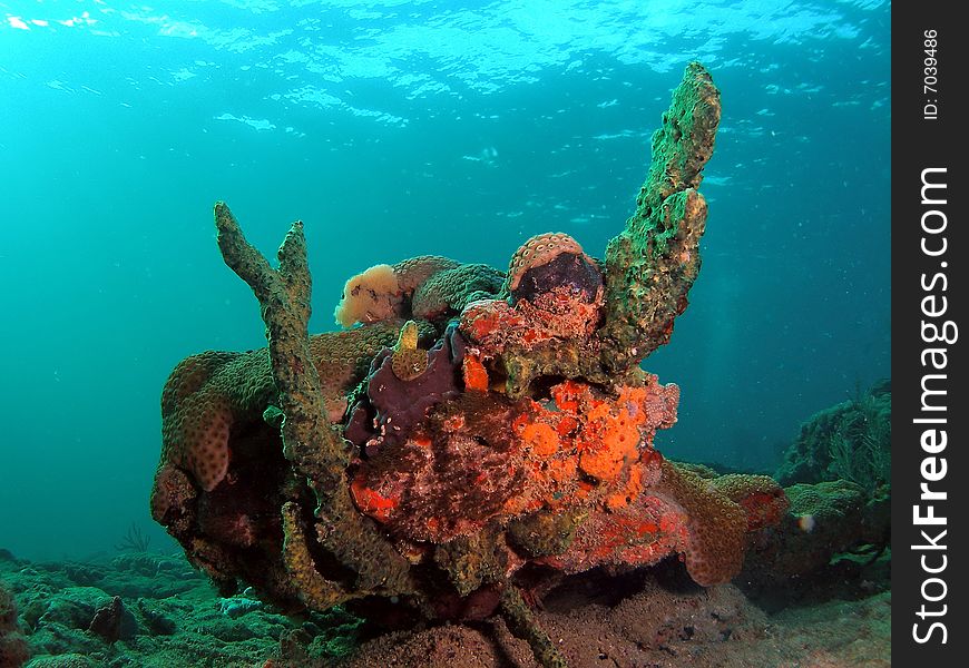 This coral was taken about 20 feet in Pompano beach, Florida. This coral was taken about 20 feet in Pompano beach, Florida