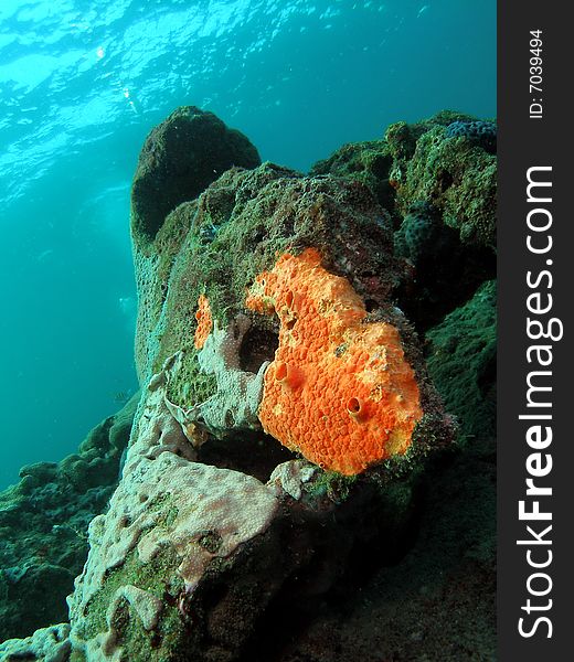 This coral was taken about 20 feet in Pompano beach, Florida. This coral was taken about 20 feet in Pompano beach, Florida