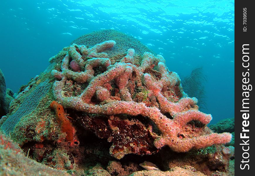 This coral was taken about 20 feet in Pompano beach, Florida. This coral was taken about 20 feet in Pompano beach, Florida