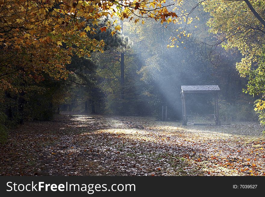 A picture of sunlight falling on a fall trail. A picture of sunlight falling on a fall trail