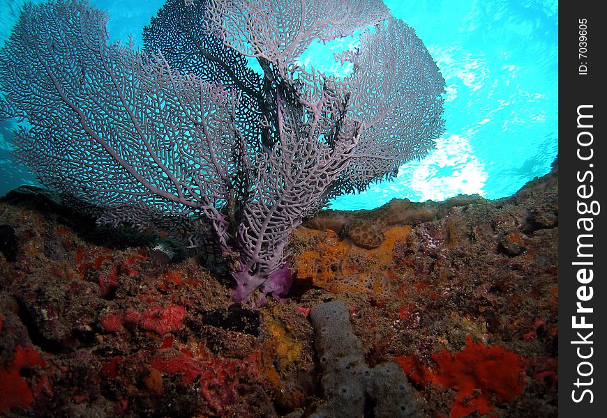 This is healthy fan coral and was taken about 15 feet in South Florida