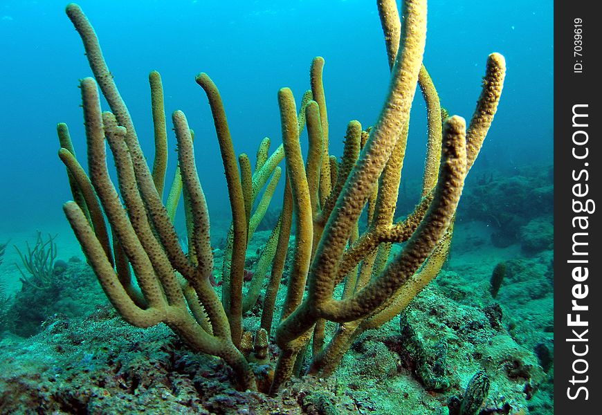 This sea rod was taken off the beach in Pompano beach, Florida